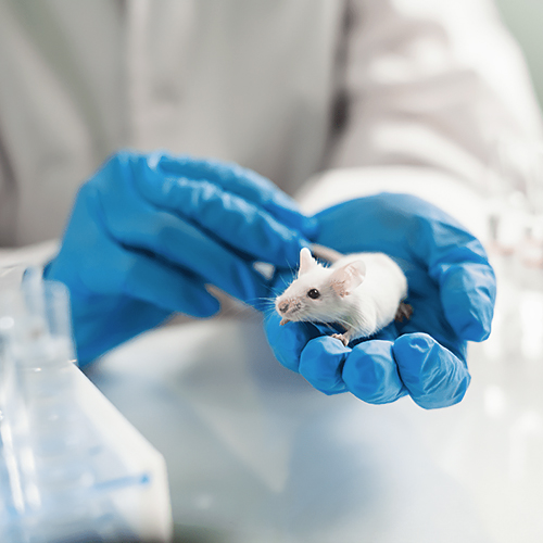 Die revolutionäre Anwendung von Mäusenkoloskopen in der präklinischen Forschung: Präzisionsantriebsantrieb und Krankheitsmodellvalidierung