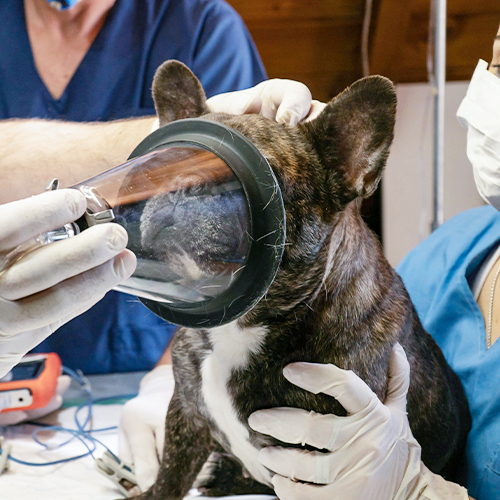 Was sind die Schritte, um Ihren Hund auf die Anästhesie vorzubereiten?