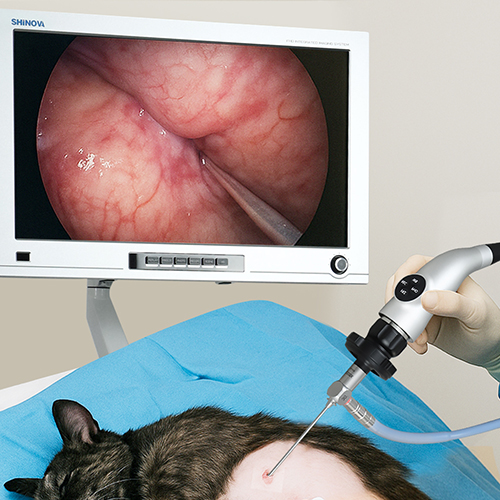 Die Rolle der tierärztlichen Endoskope in der modernen Haustiergesundheit