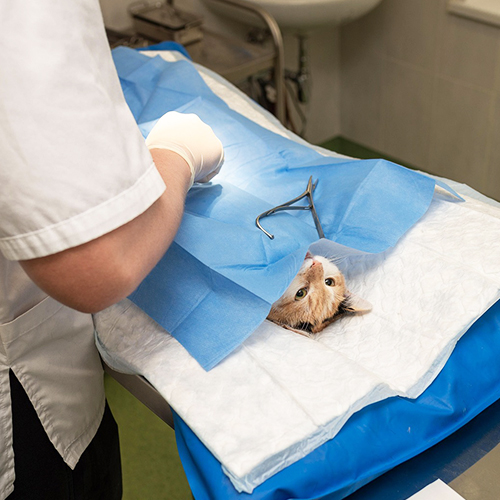 Warum ist das Veterinär -Laparoskop für die Animal Healthcare wichtig?