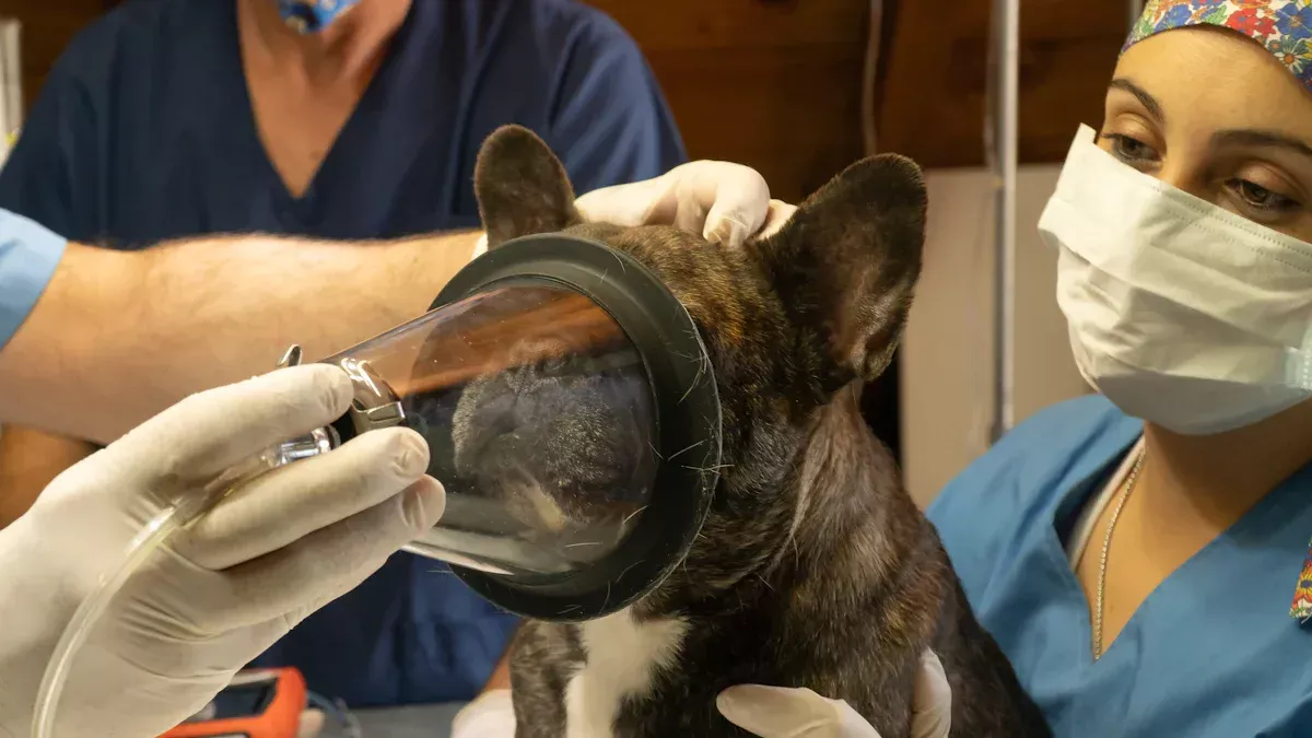 Veterinäranästhesieprotokolle und Überwachungstipps nach ASA -Klassifizierung