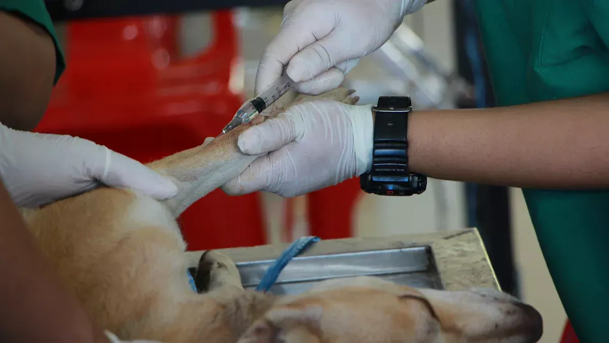 Veterinär -Zahnradiographie -Positionierung